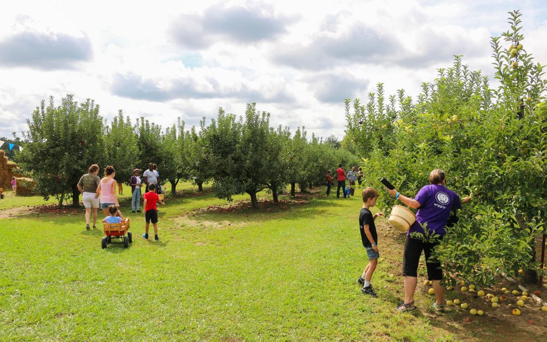 Scott’s Apple Orchard: Your Ultimate Guide to Apple Picking & More in Madison County