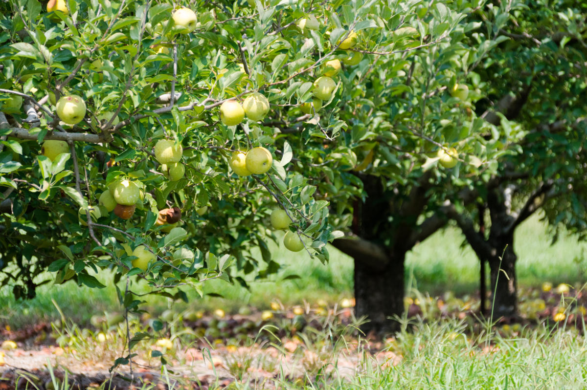 Experience the joy of picking your own apples at Scott's Apple Orchard.