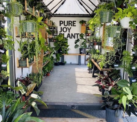 The flourishing journey of Pure Joy Plants, where each plant tells a story of growth, challenge, and joy.