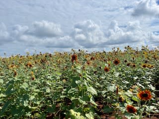 Explore the wide variety of U-pick farms across Huntsville & Madison County, where adventure awaits.