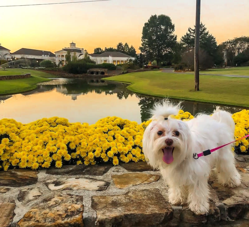 Explore the joy of discovering dog-friendly places in Huntsville and surrounding areas together with your furry friend.