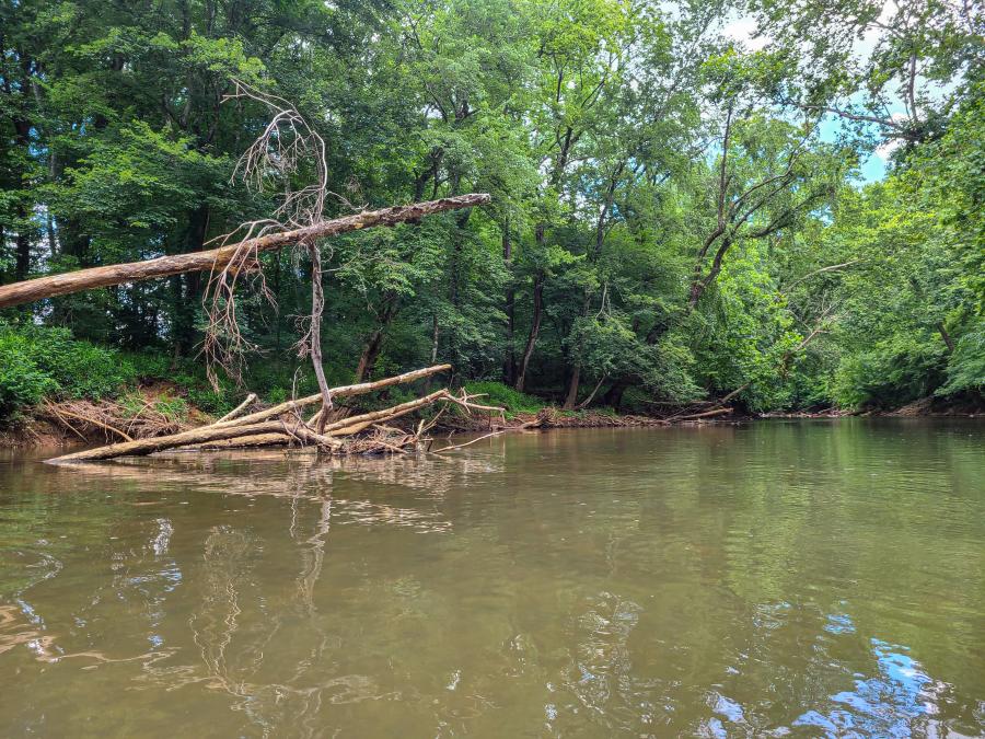 The serene Flint River: A paddler's paradise offering miles of natural beauty.