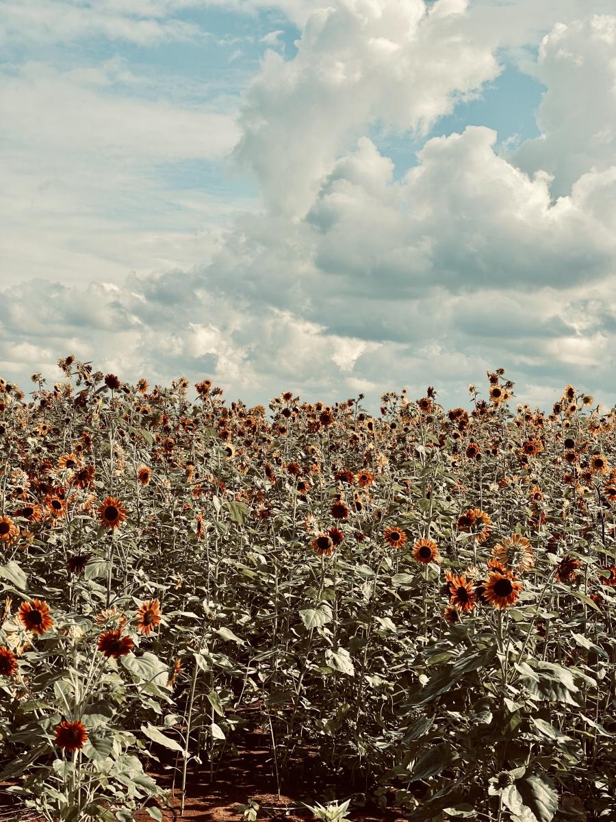 A joyful day begins with sunflower picking at Hubert Family Farms.