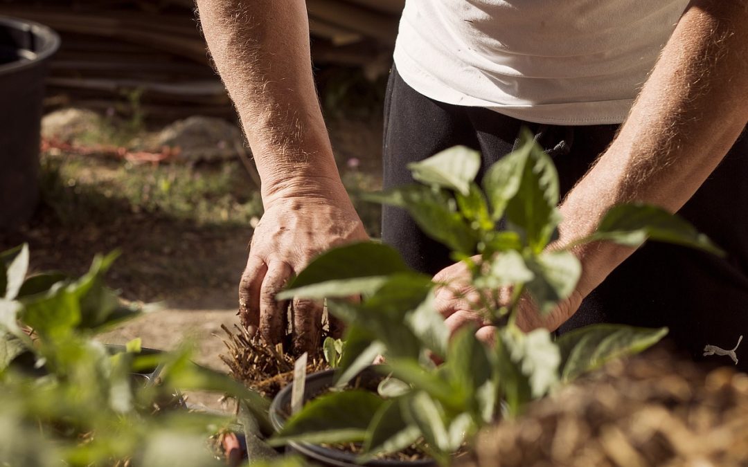 Gather for Good: A Fundraising Event for Next Step Farms